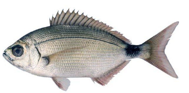Oblada melanura_04.jpg